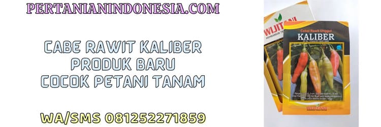 cabe rawit,kaliber,petani,budidaya